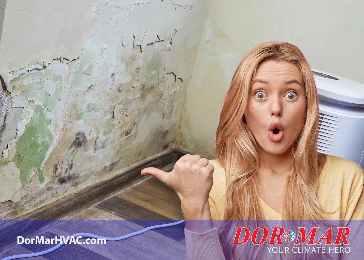 Indoor air quality - mold!